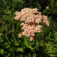 Achillea  'Walter Funcke'